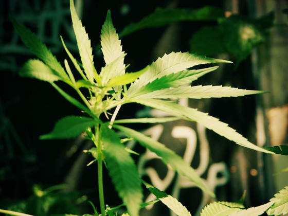 Природа: Природа